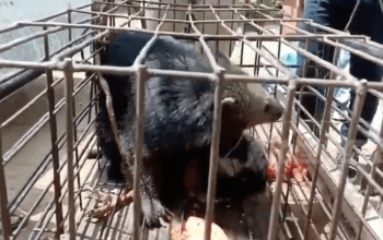 Hasil tangkapan layar seekor binturong (Arctictis binturong). | Sumber: Detik