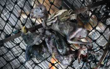Barang bukti satwa liar jenis burung dalam kondisi mati. | Foto: Didik Suhartono/Antara Jatim