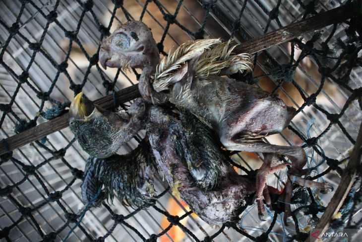 Barang bukti satwa liar jenis burung dalam kondisi mati. | Foto: Didik Suhartono/Antara Jatim