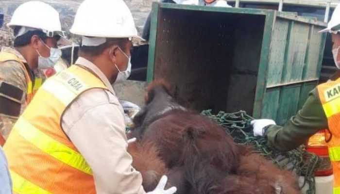 BKSDA Pindahkan Orangutan Karena Masuk Lokasi Tambang