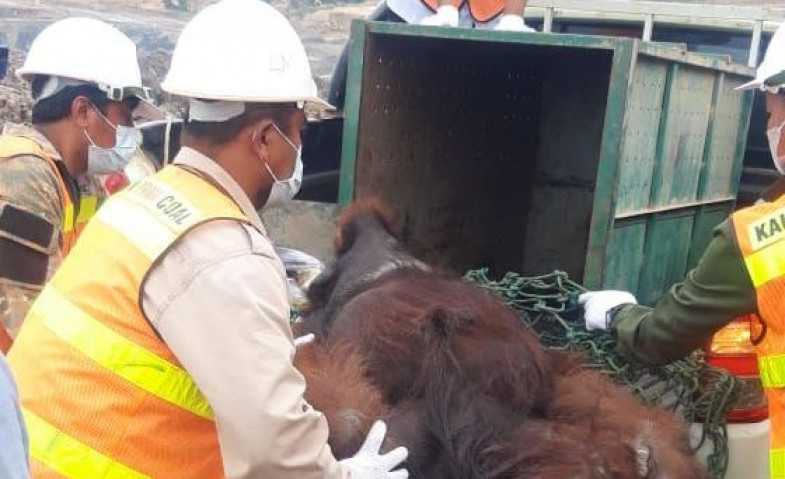 Seekor orangutan saat dievakuasi dari lokasi pertambangan di Kalimantan Timur. | Foto: Istimewa/Presisi