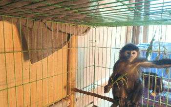 Menjenguk Bayi-Bayi Primata Jawa di The Aspinall Foundation