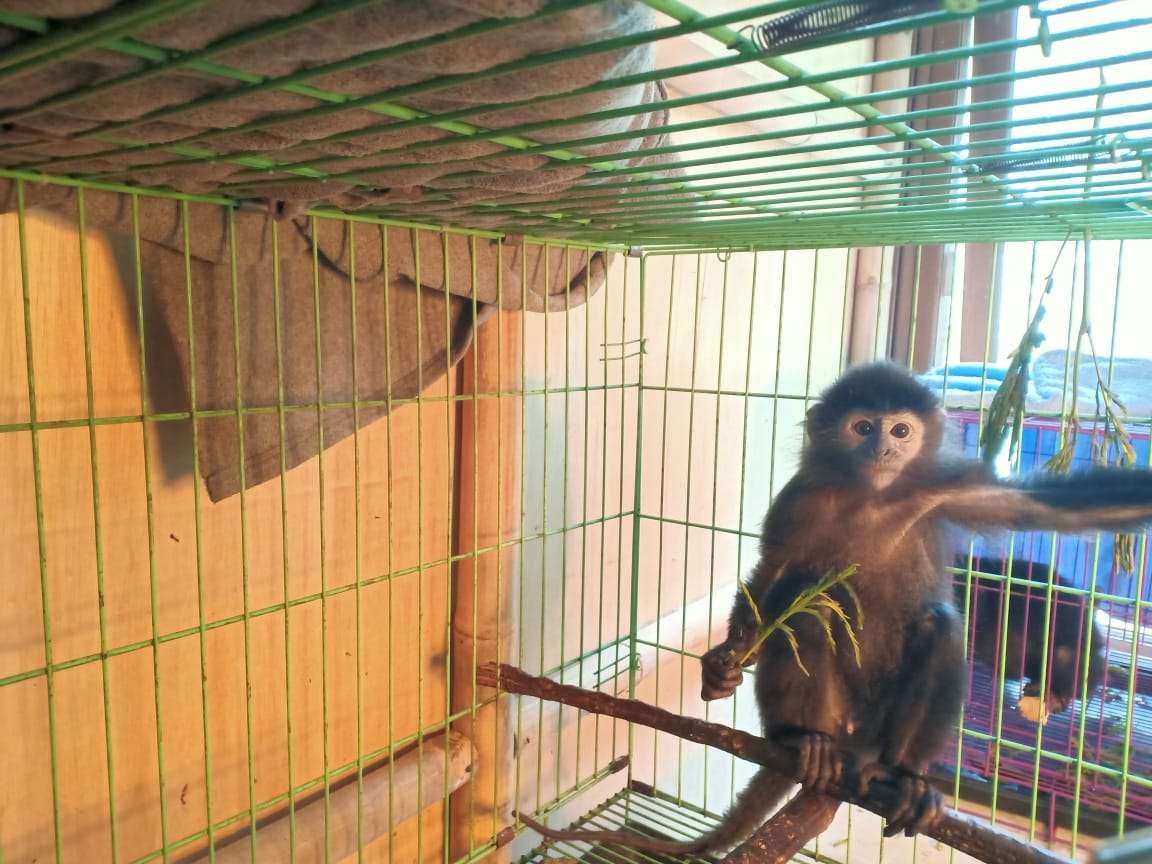 Seekor bayi lutung jawa bernama Amar sedang diperkenalkan dengan pakan alaminya yaitu daun muda. | Foto: Putri Nur Aisyah