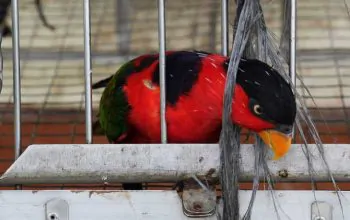 Nuri kepala hitam, yang biasa jadi target buruan. | Foto: Ayat S Karokaro/ Mongabay Indonesia