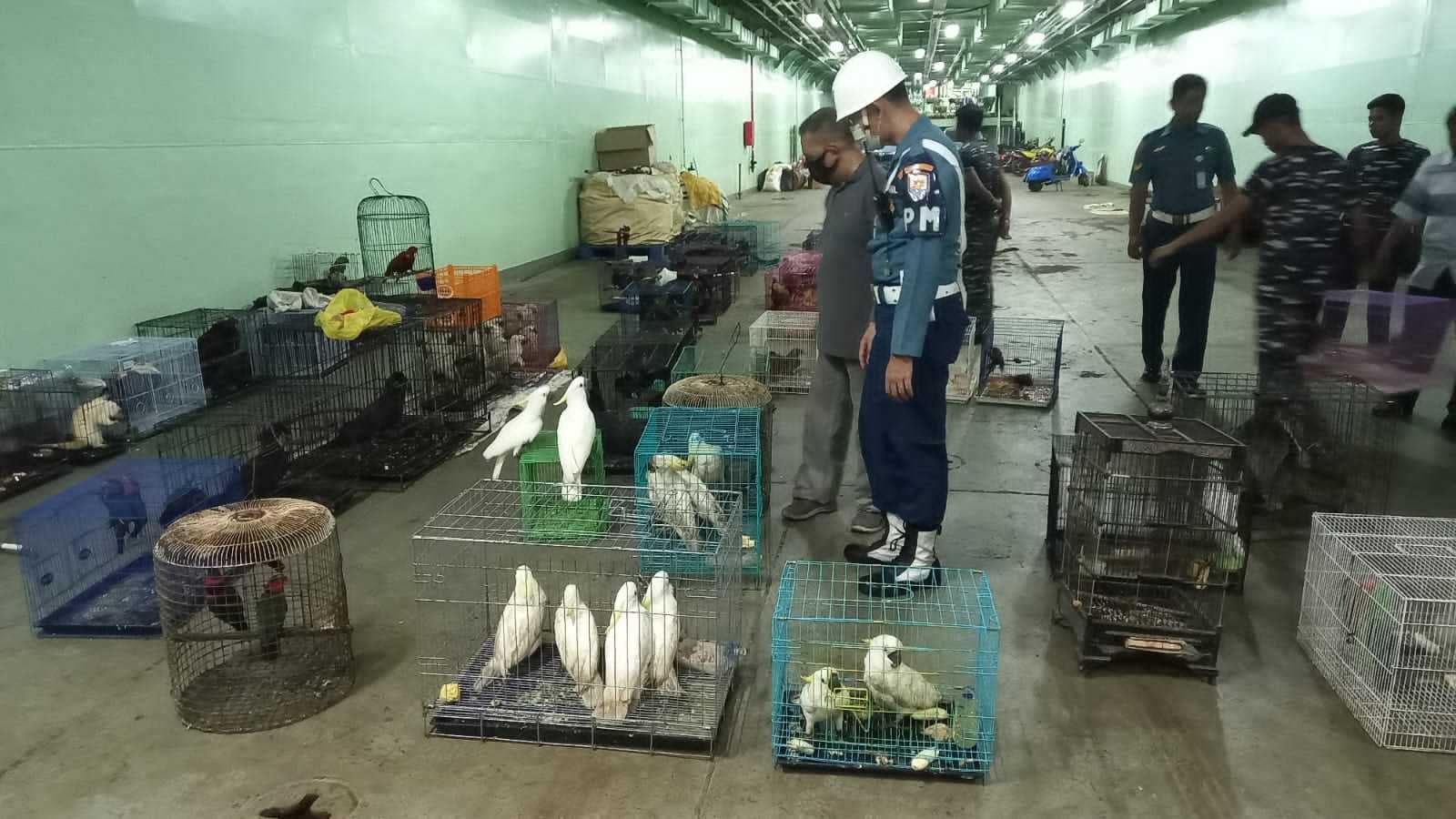 Sekitar 140 paruh bengkok Papua sitaan dari kapal perang TNI AL. | Foto: Tim kolaborasi