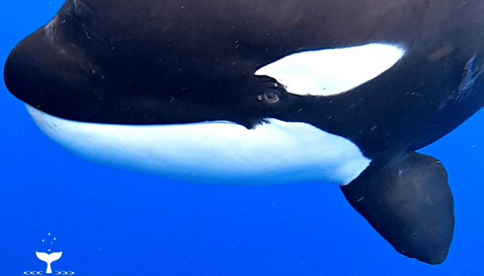 Disebut Killer Whale, Benarkah Orca Berkarakter Pembunuh?
