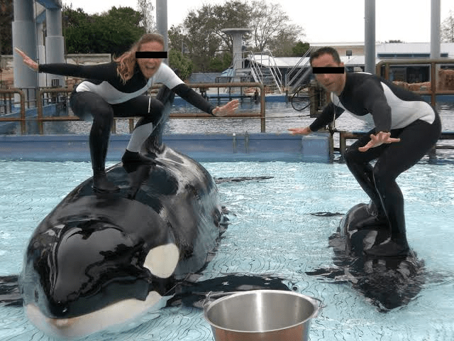 Paus pembunuh di taman wisata air kerap kali dijadikan objek hiburan. | Sumber: Dolphinproject