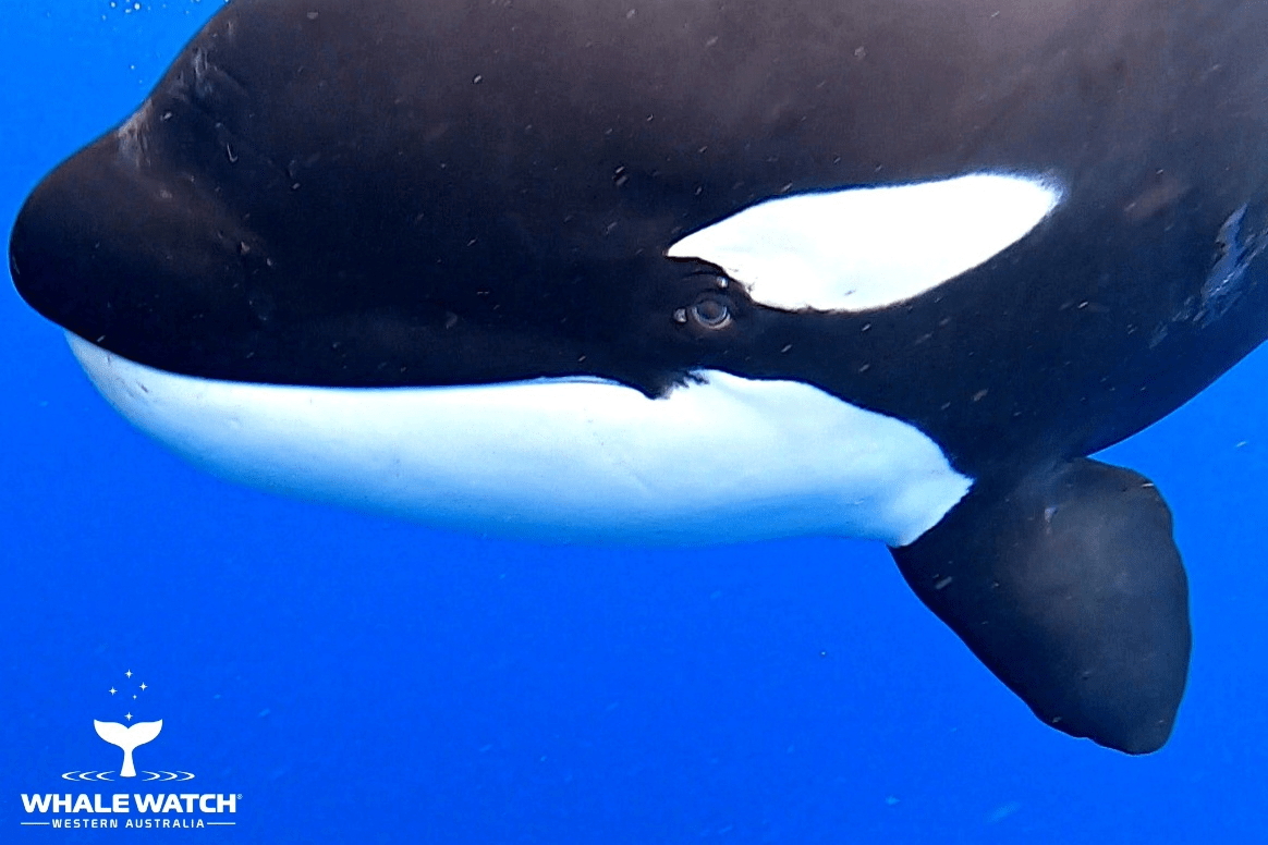Paus pembunuh, mamalia yang merupakan keluarga lumba-lumba terbesar. | Sumber: Whale Watch WA