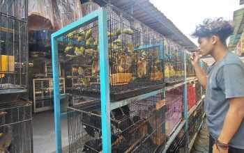Perdagangan Burung dan Pupusnya Satwa Liar di Pulau Lombok