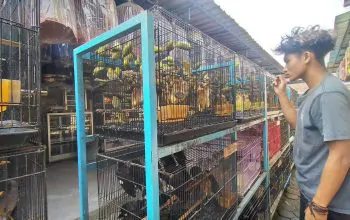 Penjual burung berkicau di Pasar Panglima, Cakranegara, Kota Mataram. | Foto: Ahyar Ros/Mayung id