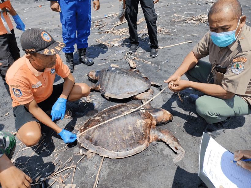 Proses pemeriksaan bangkai penyu lekang (Lepidochelys olivacea) oleh tim gabungan di Pantai Garongan. | Foto: BKSDA Yogyakarta