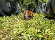 Tim Gabungan Usir Harimau Sumatera di Solok Selatan
