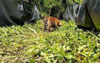 Ilustrasi harimau sumatera bernama Putri Singgulung yang dilepasliarkan ke habitatnya. | Foto: Dok. BKSDA Sumatra Barat