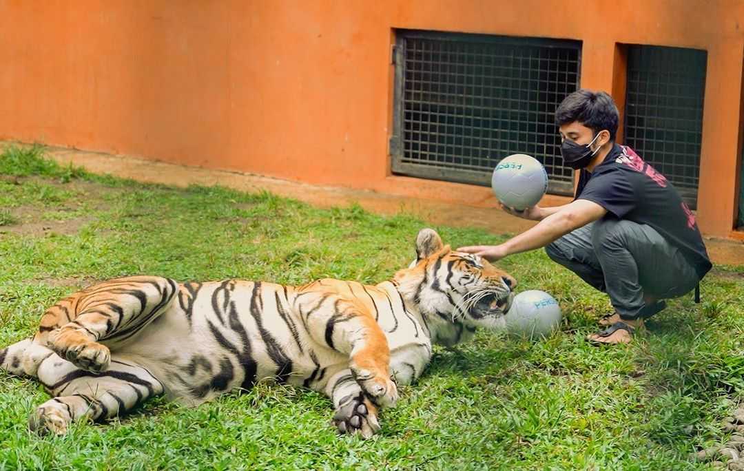 Seorang Influencer Indonesia bernama Alshad Ahmad melakukan domestifikasi satwa liar atau harimau. | Foto: Bandung Urban Banjar
