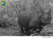 Kabar Baik! Dua Badak Jawa Lahir di Taman Nasional Ujung Kulon