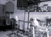 Leluasa Memperdagangkan Burung Paruh Bengkok di Pasar Sukahaji