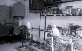 Dua ekor burung kakatua dijual di toko tak jauh dari Pasar Sukahaji pada pertengahan tahun 2022 lalu. Praktik jual-beli burung dilindungi amat leluasa. | Foto: Reza Khoerul Iman/BandungBergerakid
