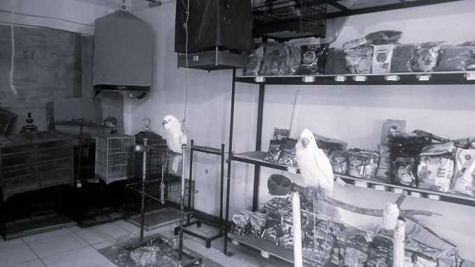 Dua ekor burung kakatua dijual di toko tak jauh dari Pasar Sukahaji pada pertengahan tahun 2022 lalu. Praktik jual-beli burung dilindungi amat leluasa. | Foto: Reza Khoerul Iman/BandungBergerakid
