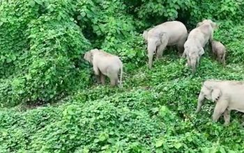 Ilustrasi gajah sumatra di Aceh Timur. | Foto: Hasil tangkapan layar/Serambi News