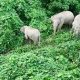 Ilustrasi gajah sumatra di Aceh Timur. | Foto: Hasil tangkapan layar/Serambi News