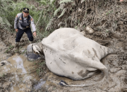 Seekor Gajah Jantan Mati di Aceh Timur