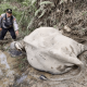 Polisi menunjuk Lilik, gajah jinak yang mati di Aceh Timur pada Minggu (25/12). | Foto: Polres Aceh Timur