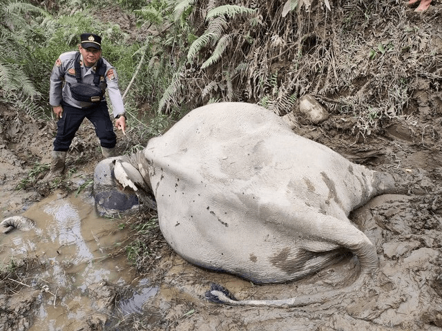 Polisi menunjuk Lilik, gajah jinak yang mati di Aceh Timur pada Minggu (25/12). | Foto: Polres Aceh Timur