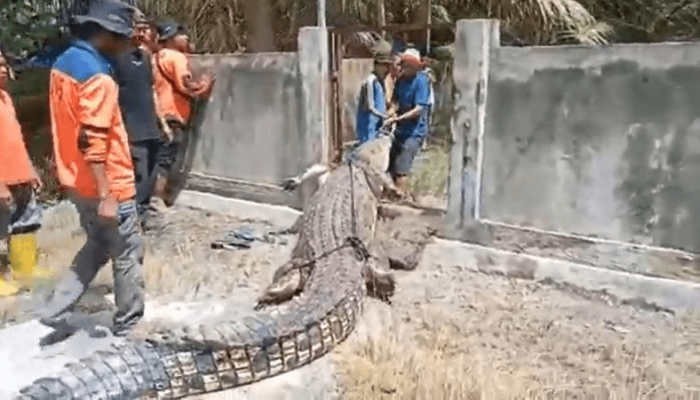 Tim SAR Amankan Buaya Empat Meter Guna Hindari Konflik