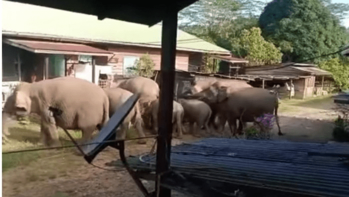 Kawanan gajah yang masuk permukiman diduga terjadi di Nunukan. Namun, BKSDA Kalimantan Timur melakukan verifikasi lebih lanjut, dan diduga satwa berada di Malaysia. | Foto: Istimewa/Detik