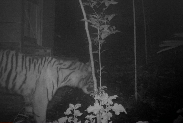 Harimau yang terekam camera trap di Nagari Pasia Laweh, Kecamatan Palupuh, Agam. | Foto: Istimewa