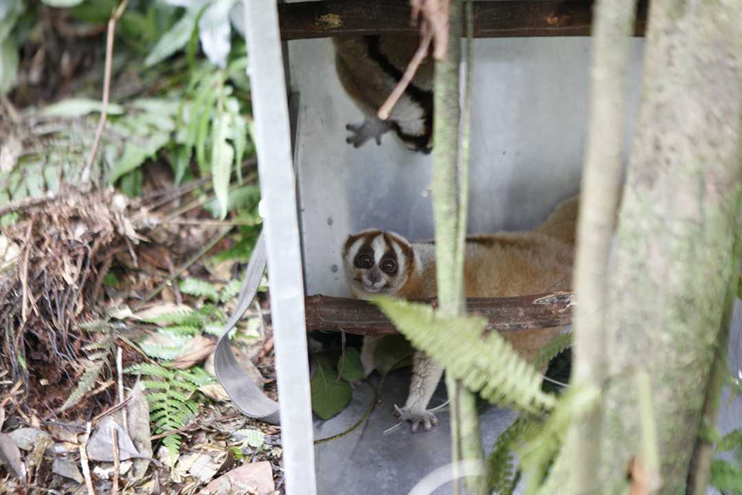 Seekor kukang saat masih berada di dalam kotak besi. | Foto: Fattreza/YIARI
