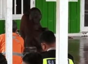 Orangutan Masuk Masjid Saat Salat Jumat di Kutai Timur