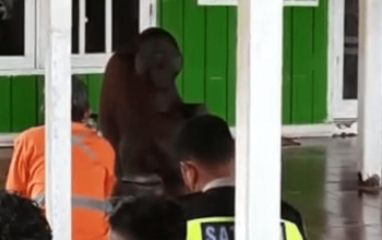 Orangutan Masuk Masjid di Kutai Timur. | Foto: Istimewa