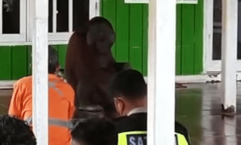 Orangutan Masuk Masjid di Kutai Timur. | Foto: Istimewa