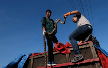 Petugas saat memeriksa kendaraan pengangkut daging satwa liar. | Foto: RonnyA.Buol/Zonautara