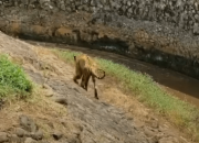 Ragunan Zoo Klarifikasi Soal Video Harimau Bertubuh Kurus