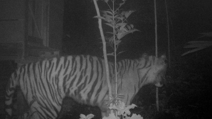 Harimau sumatera terekam camera trap yang dipasang BKSDA di kawasan Palupuh, Agam, Sumatera Barat pada Selasa (6/12/2022). | Foto: Istimewa/TribunPadang