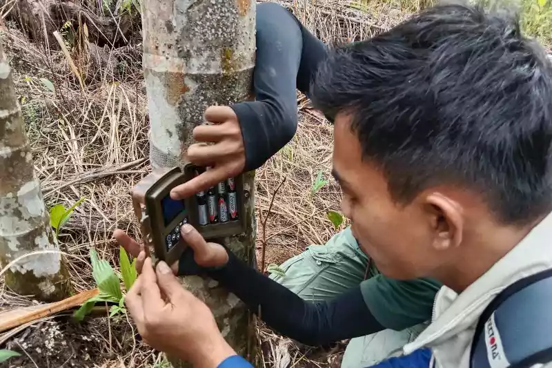 Seorang peserta sedang memasang kamera trap, pada pelatihan yang diadakan oleh BKSDA Sumatra Barat dan Yayasan Sintas Indonesia. | Foto: Yusrizal/Antara