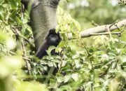 Diduga Kelaparan, Seekor Lutung Turun ke Perkampungan