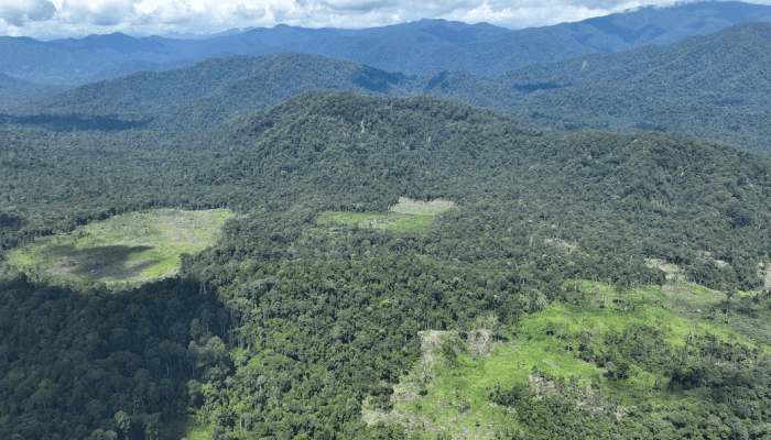 Karena Deforestasi, Harimau Masuk Desa Tiga Hari Berturut-turut