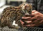 BKSDA Lepasliarkan Ribuan Satwa Termasuk Macan Akar