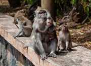 AIPOM Kritik Pemerintah dalam Atasi Konflik Monyet Ekor Panjang
