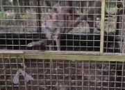 Dua Monyet Mati di Kebun Binatang, BKSDA dan Bima Arya Lakukan Sidak
