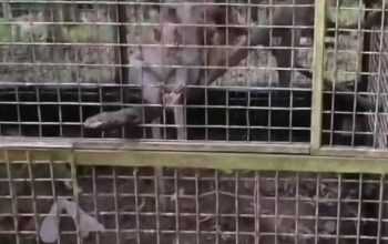 Hasil tangkapan layar video viral monyet yang mati di Bogor Mini Zoo. | Sumber: Doni Herdaru/Instagram