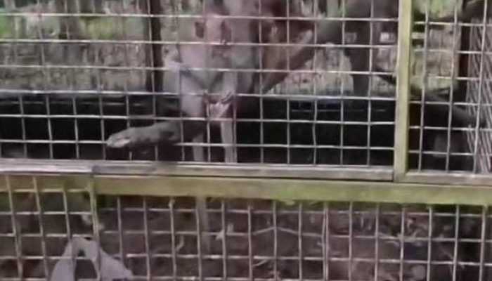 Dua Monyet Mati di Kebun Binatang, BKSDA dan Bima Arya Lakukan Sidak
