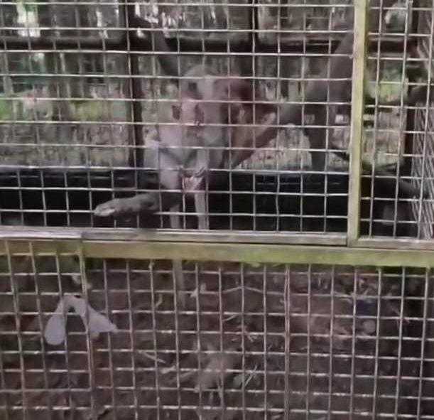 Hasil tangkapan layar video viral monyet yang mati di Bogor Mini Zoo. | Sumber: Doni Herdaru/Instagram
