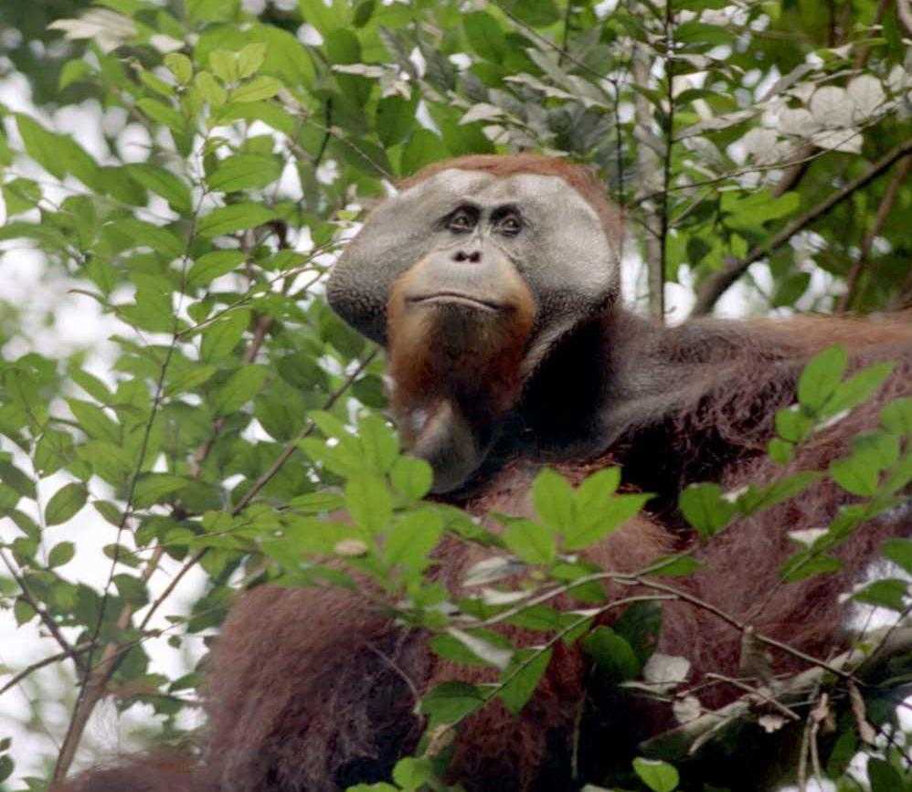 Ilustrasi orangutan sumatera (Pongo abelii). | Foto: Tatang Mitra Setia
