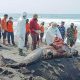 Seekor mamalia laut yang diduga paus pilot saat diperiksa di pantai Bugel, DIY. | Foto: Budi Utomo/iNews
