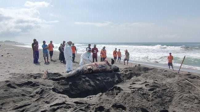 Seekor paus terdampar di wilayah perairan DIY. | Foto: Jalu Rahman Dewantara/Detik Jateng