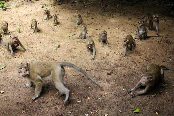 Ilustrasi kawanan monyet ekor panjang saat mencari makan di permukiman. | Foto: Patrik Cahyo Lumintu/Antara